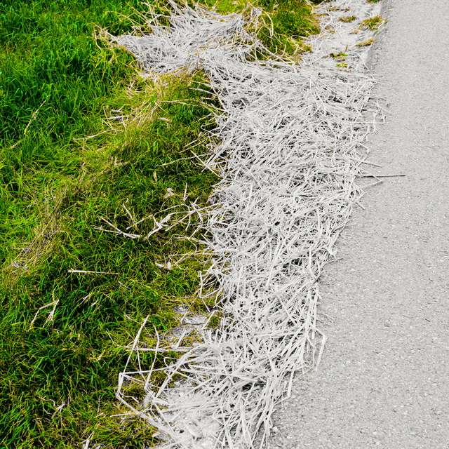 Straw and Green IV - ID 011694