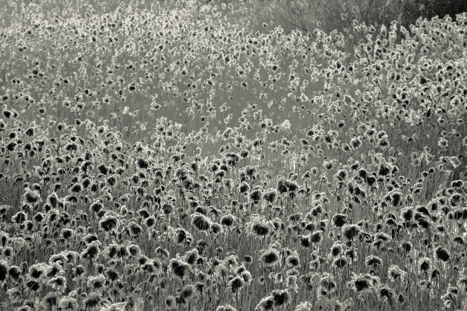 Dark Sunflowers - ID 011699