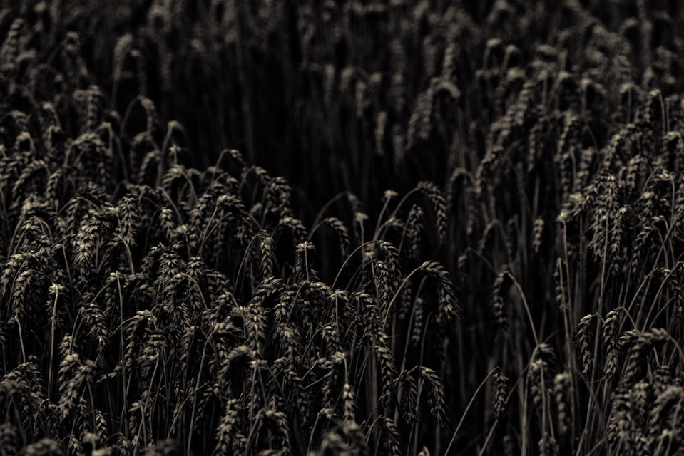 Black Diagonal - ID 011722