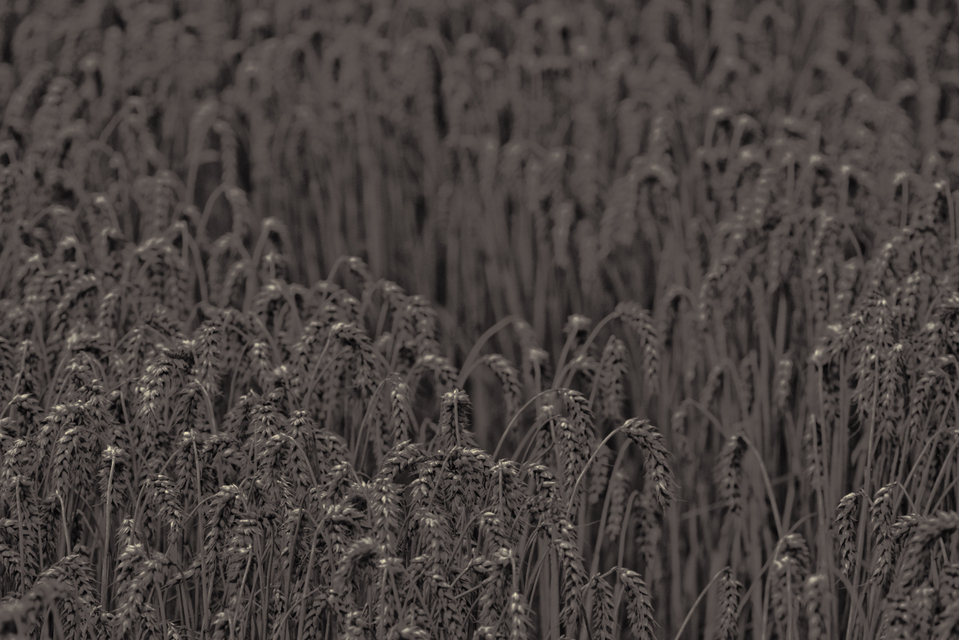 Dark Grey Diagonal - ID 011723