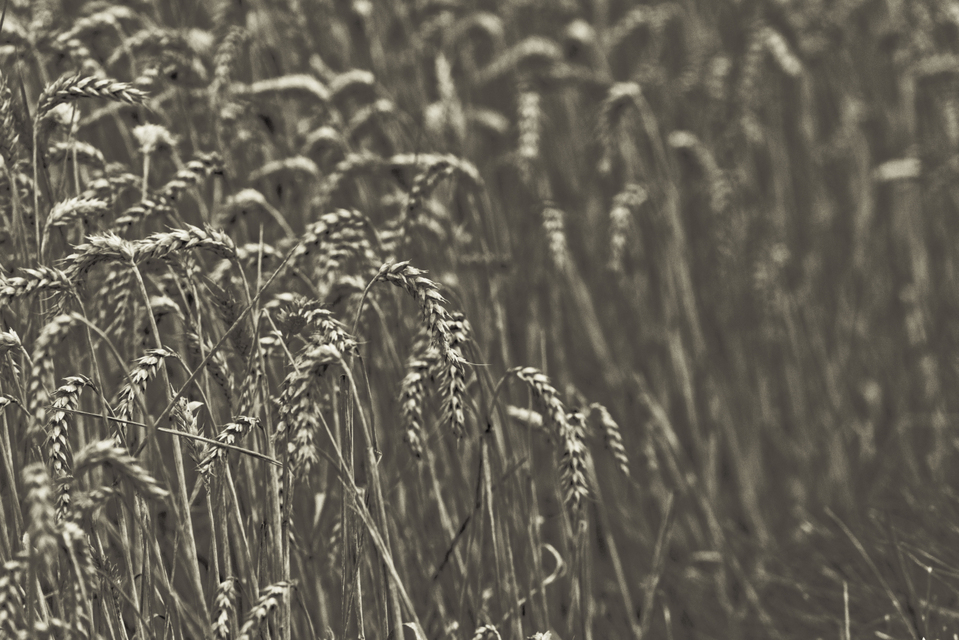 Grey with Highlights - ID 011726