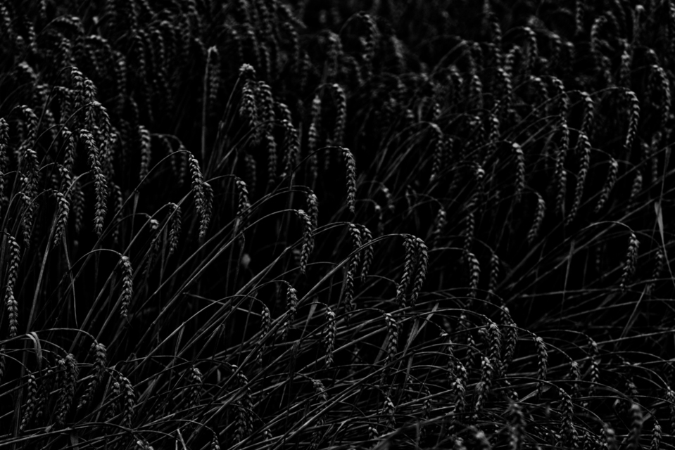 Black with Highlights I - ID 011727