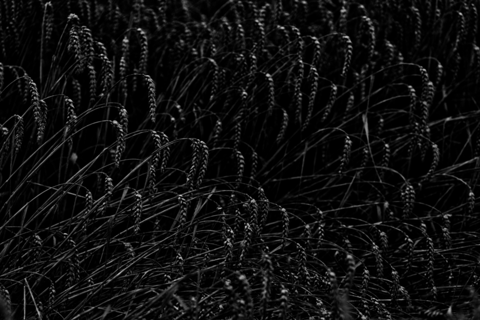 Black with Highlights II - ID 011728