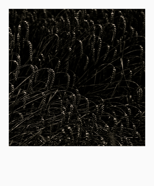 Black with Highlights III - ID 011729