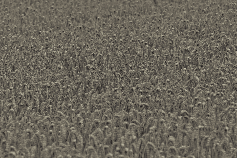 Grey Corn III - ID 011732