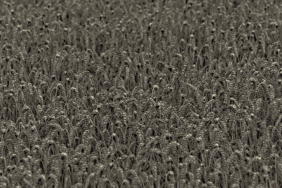 Grey Corn IV - ID 011733