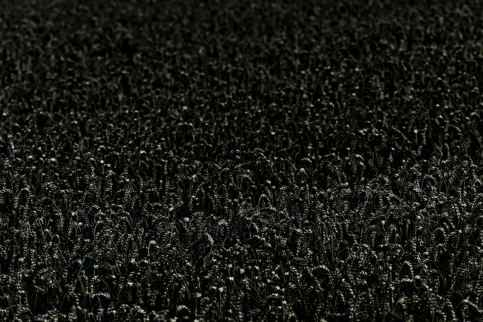 Black II - ID 011734