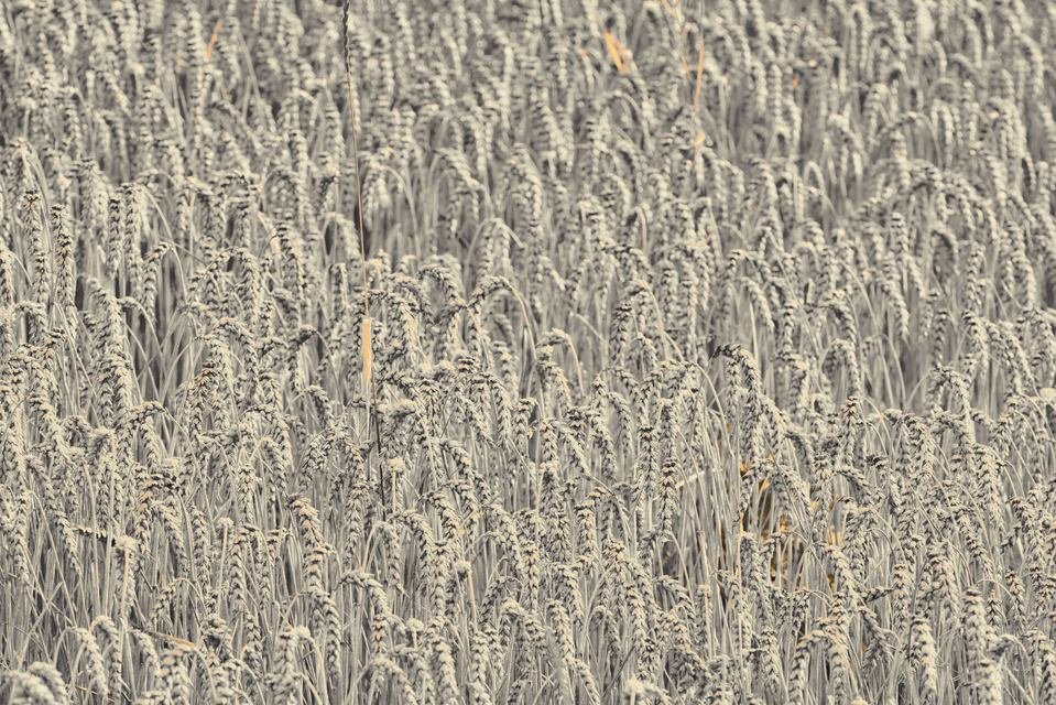 Summer Corn - ID 011736