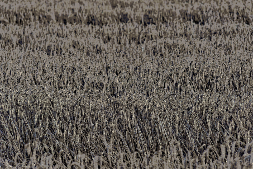 Corn Rows - ID 011737