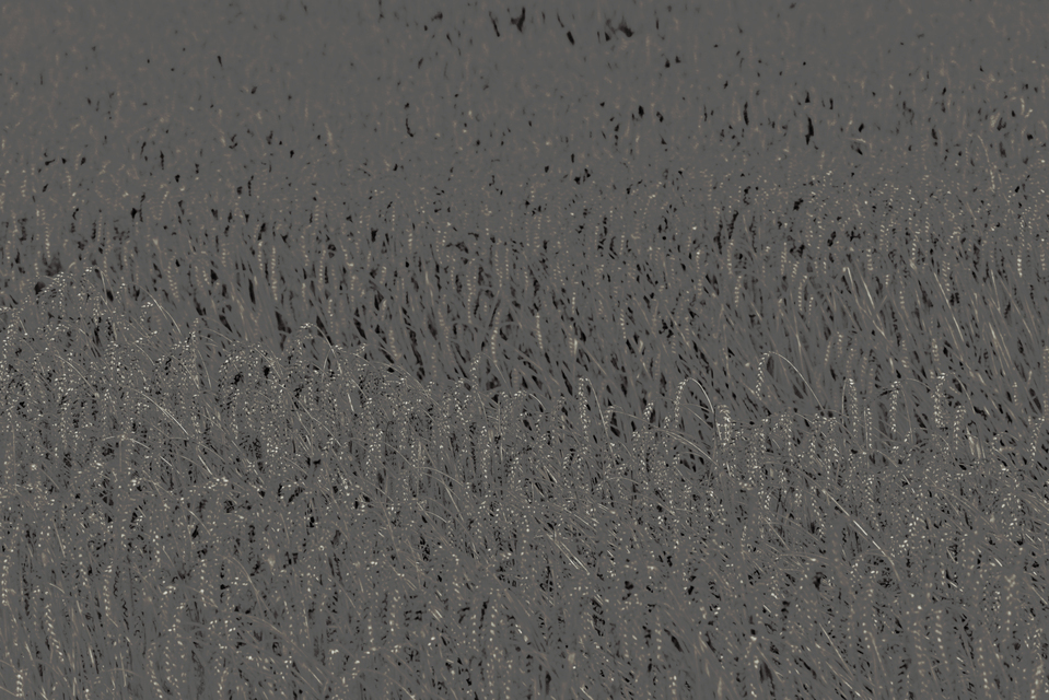 Tri Level Grey Corn - ID 011738