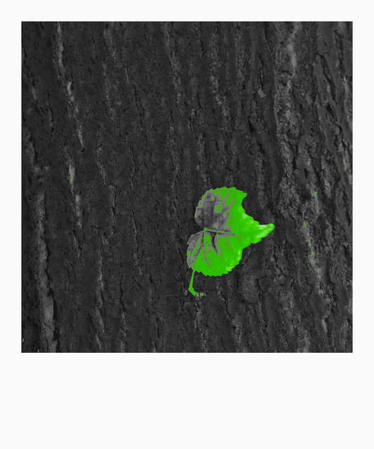 Single Green Leaf on Bark - ID 011774