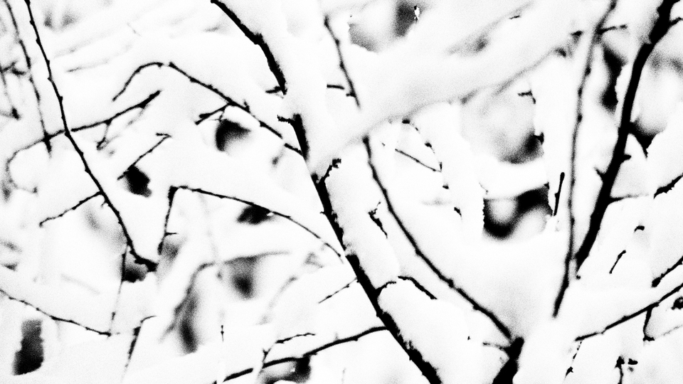 Snow on Branches - ID 011798