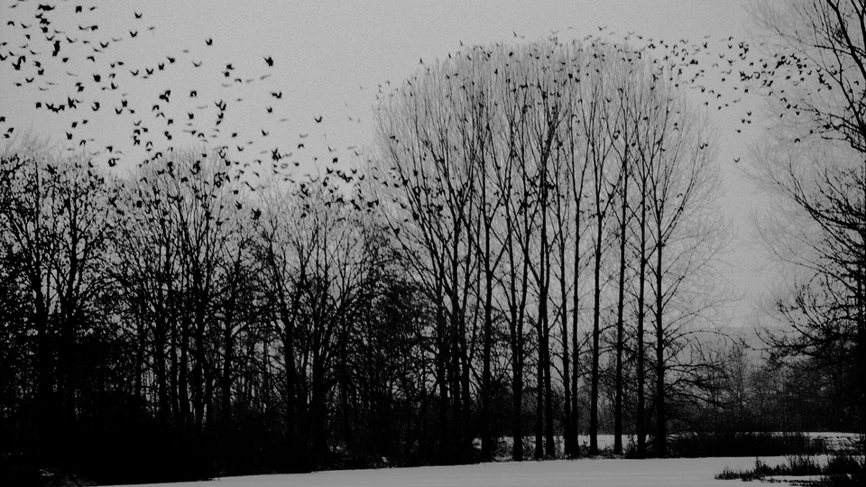 Birds Above Trees - ID 011801