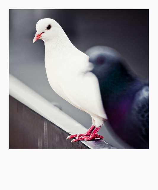 Two Doves I - ID 011839