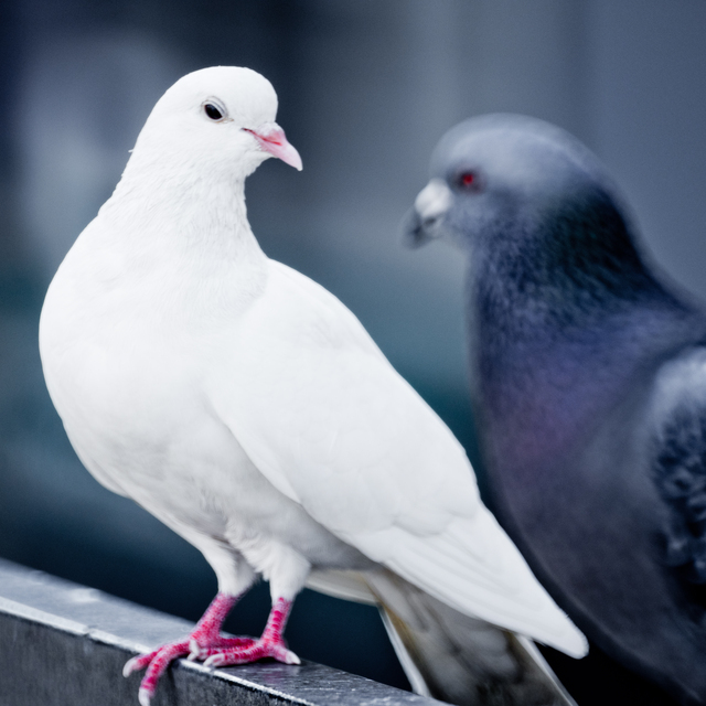 Two Doves II - ID 011840