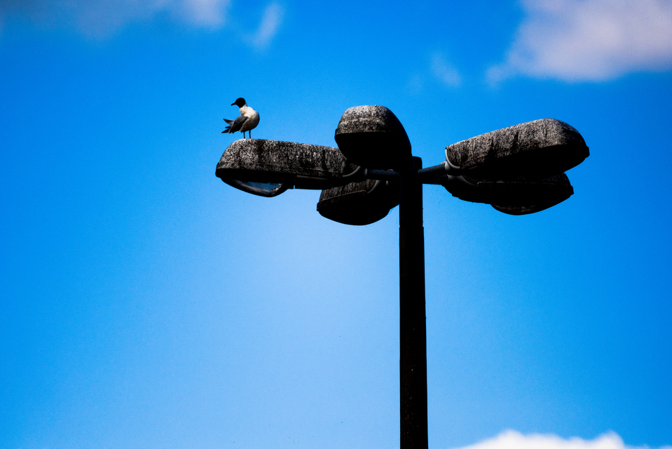 Light Pole with Bird I - ID 011849