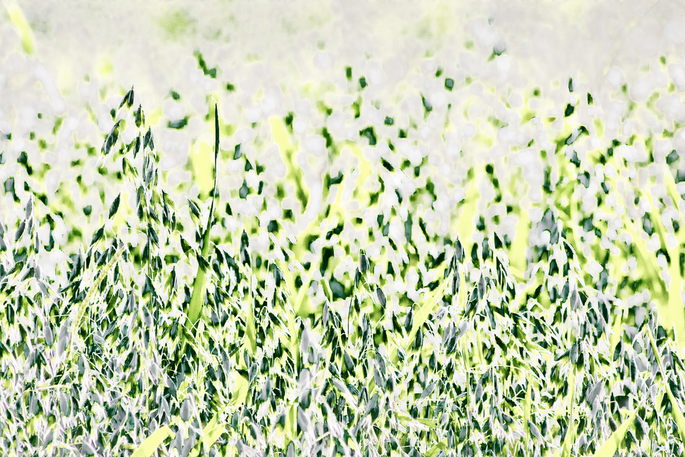 Green Oats I - ID 011913