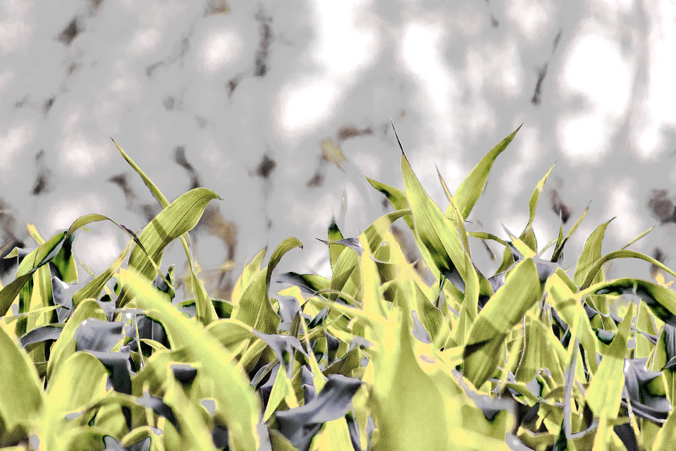 Green Crop Plants II - ID 011917