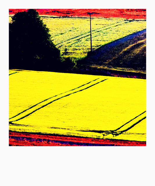 Fields - ID 011918