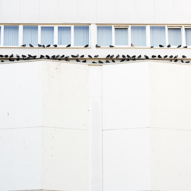 Row of Doves I - ID 011919