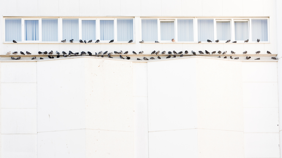 Row of Doves II - ID 011920