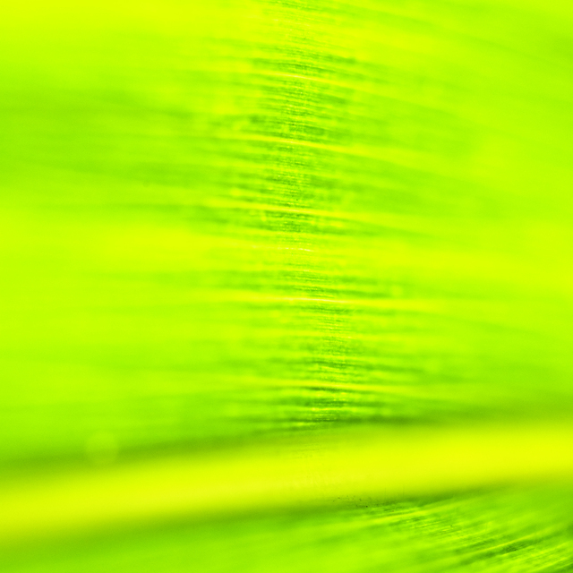 Plant Detail - ID 011923