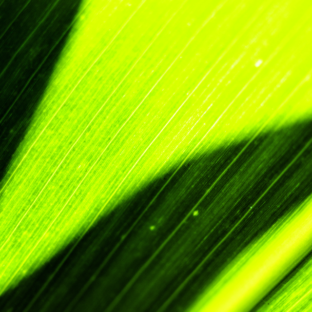 Plant with Shadow Detail - ID 011924