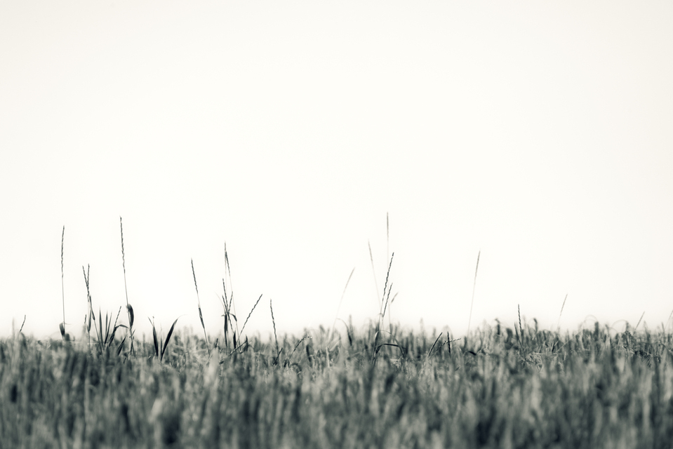 Field Horizon I - ID 011934