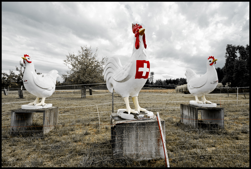 Swiss Chicken - ID 011970
