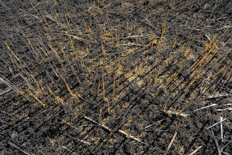 Crop Shadows I - ID 011996