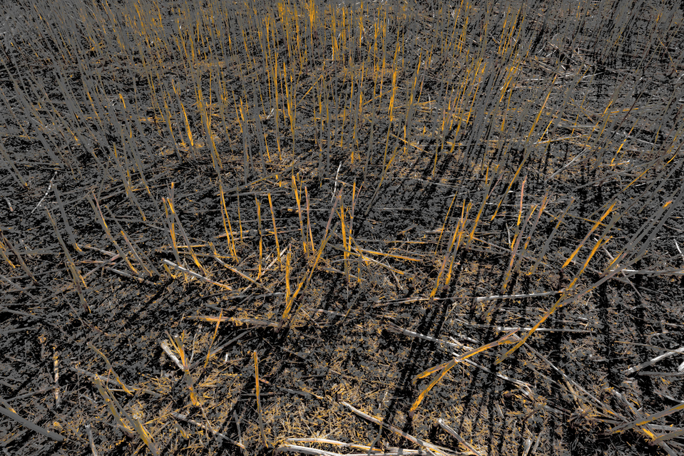 Crop Shadows V - ID 012000