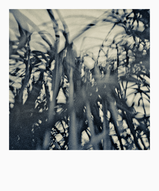 Reed I - ID 012032