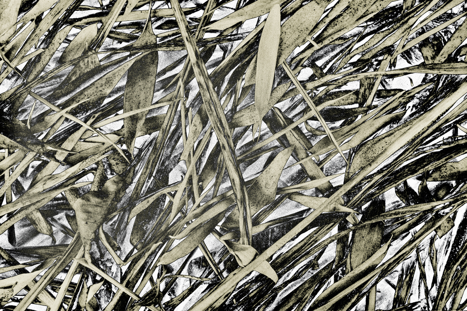 Reed II - ID 012033