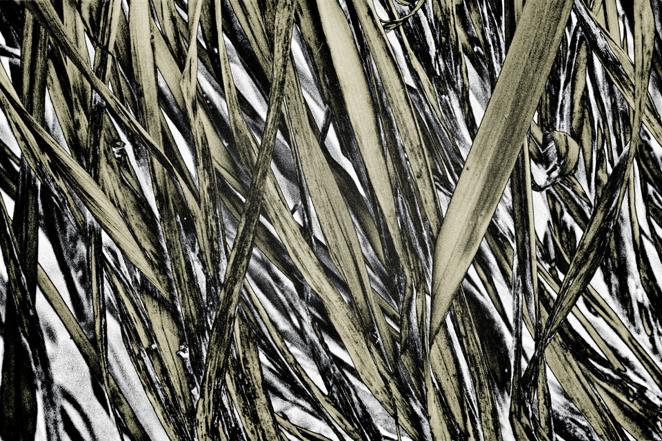 Reed IV - ID 012035