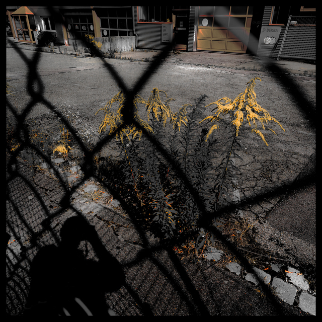 Behind the Fence II - ID 012105