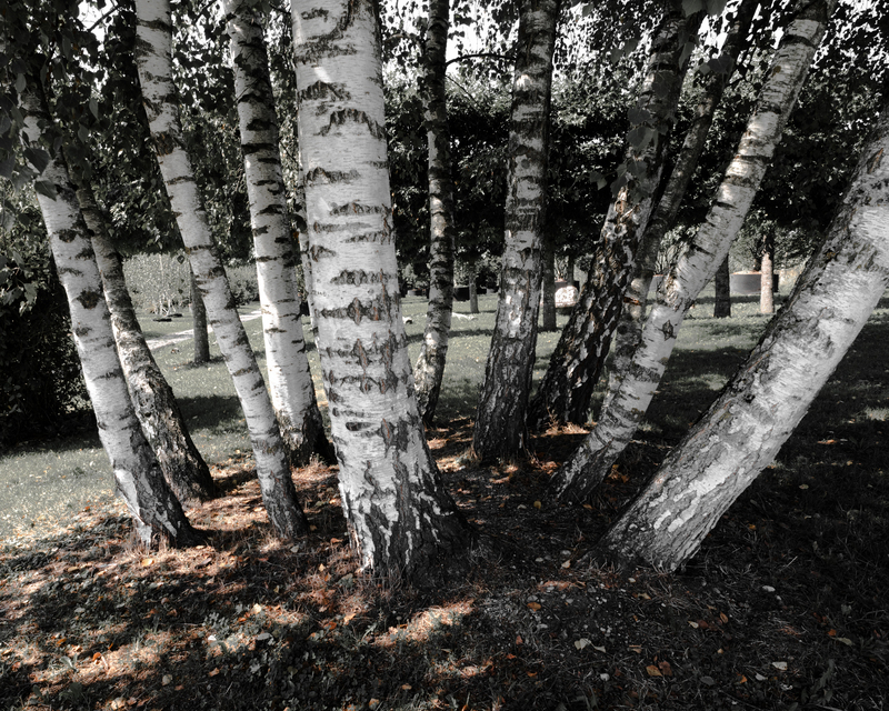 Brich Bouquet - ID 012147