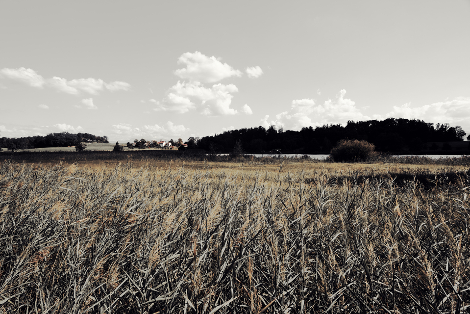 Reed in Forground I - ID 012150