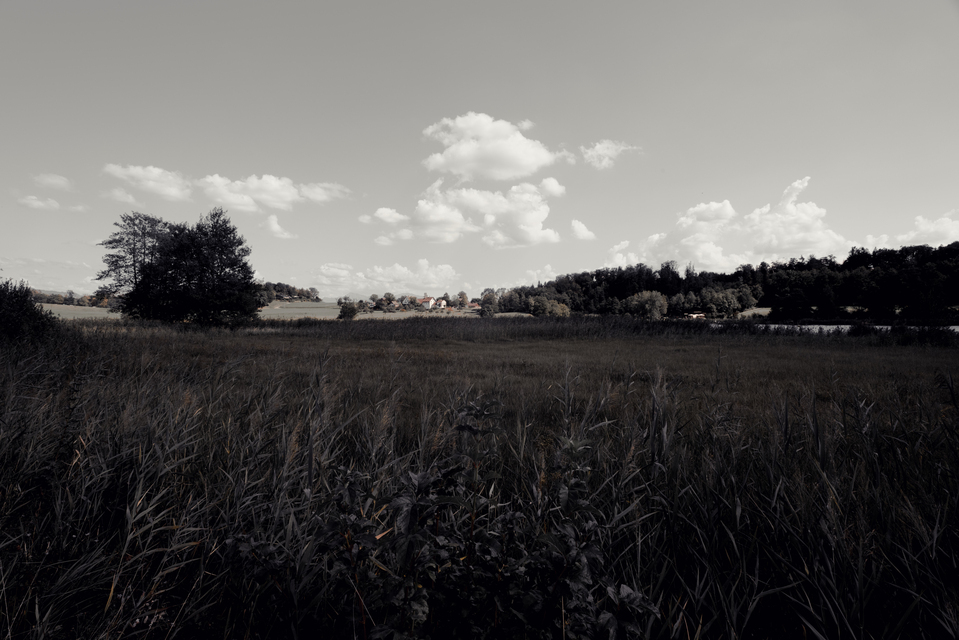 Reed in Forground II - ID 012152