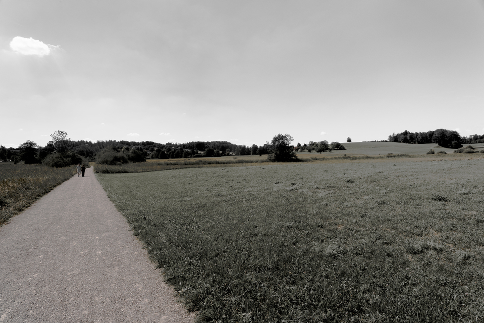 Single Tree at the Horizon I - ID 012153