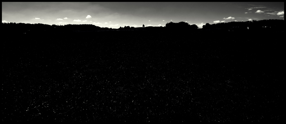 Single Tree at the Horizon II - ID 012156