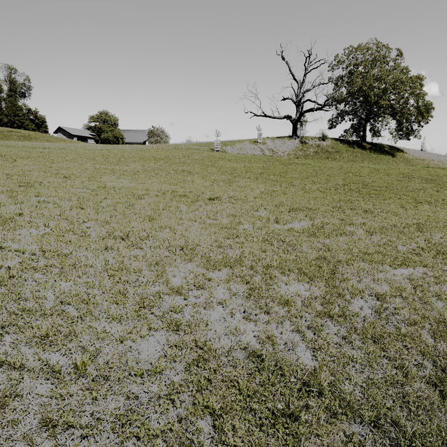 Two Trees I - ID 012160