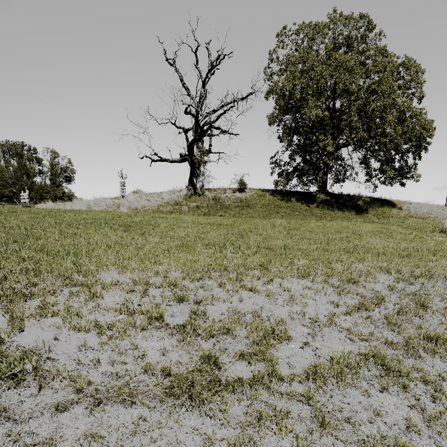 Two Trees II - ID 012161