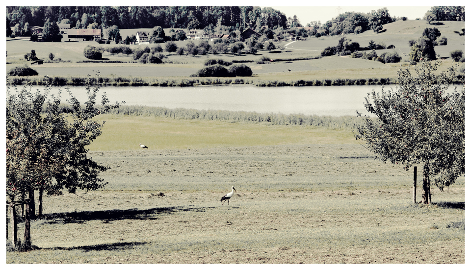 Two Storks - ID 012167