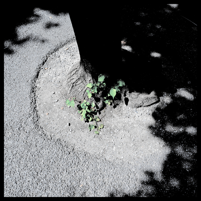 Last Green I - ID 012298