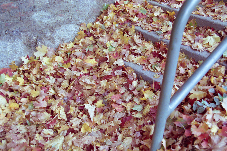 Leaves on Stairs - ID 012368