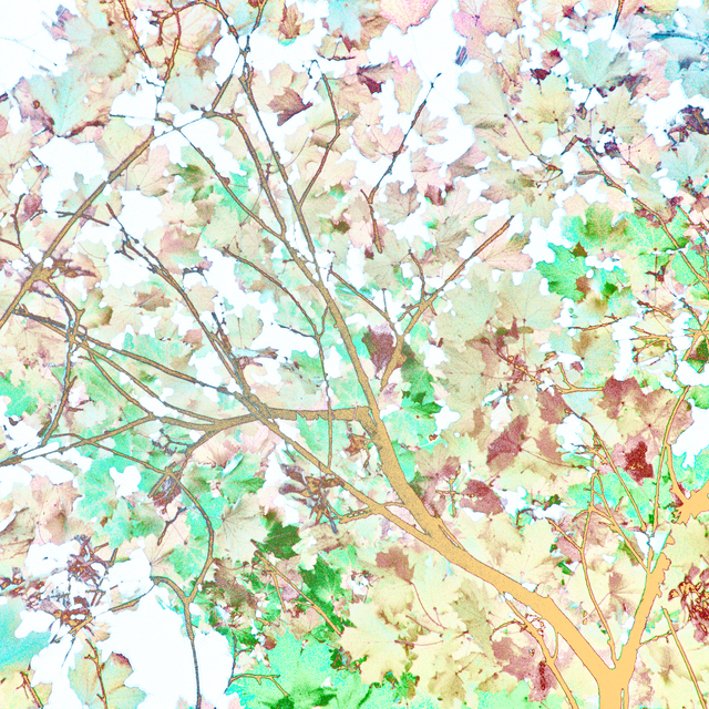 Leaves on White - ID 012369