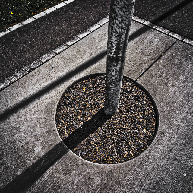 Tree in Stone and Concrete - ID 012609