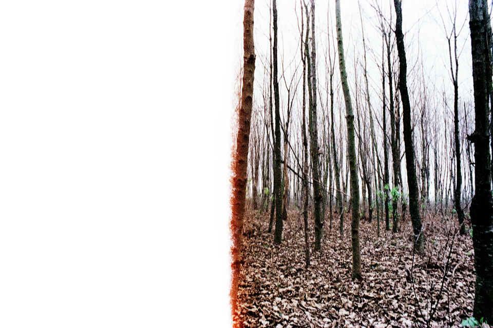 Trees at early Spring I - ID 012628