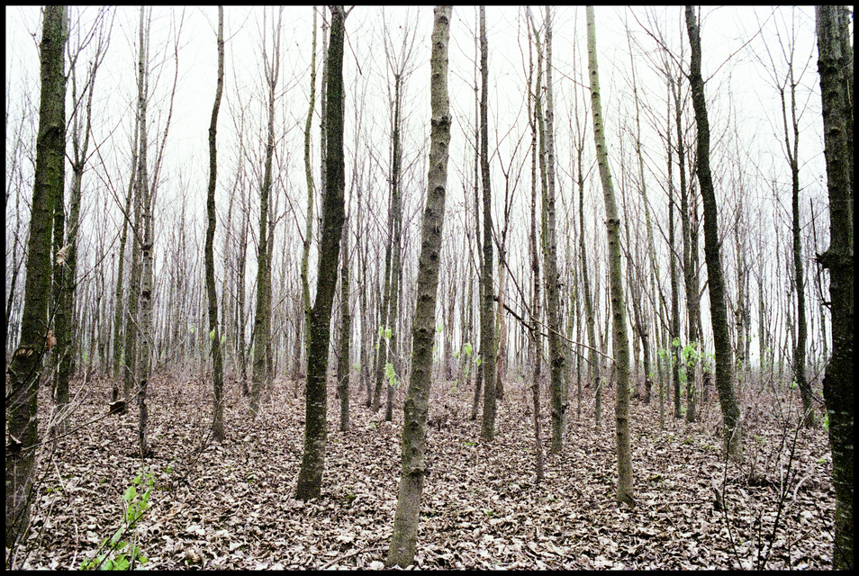 Trees at early Spring II - ID 012629