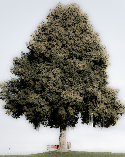 Bench under Tree - ID 012667